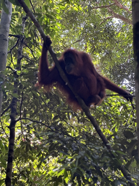 Orangutan during tour with local guides